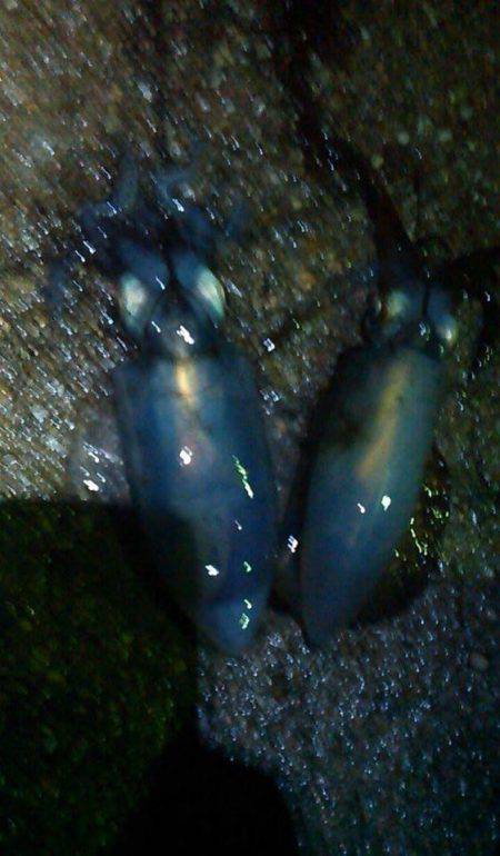 アオリイカが解禁